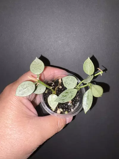 plant/Lagunosa light green splash-0-thumbnail