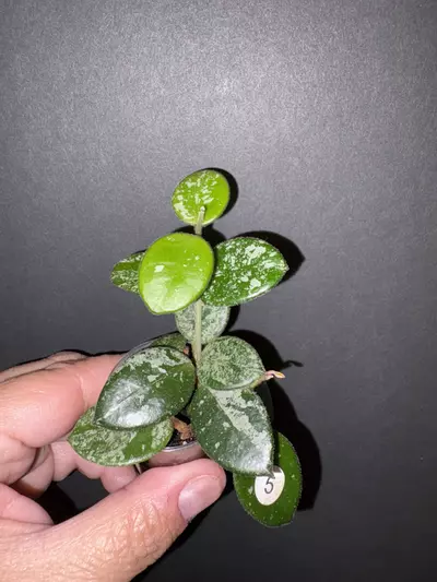 plant/Mathilde splash-0-thumbnail