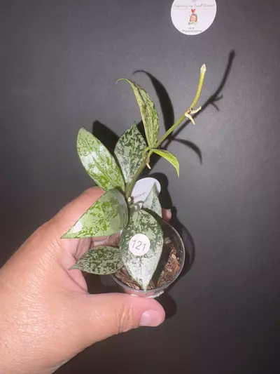 plant/Lacunosa Silver lime-0-thumbnail