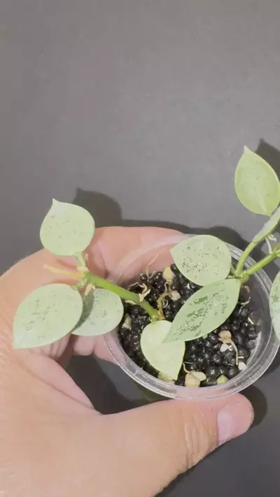 plant/Lagunosa light green splash-1-thumbnail