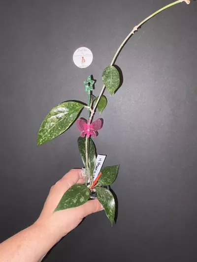 plant/H. Memoria x IR26-0-thumbnail