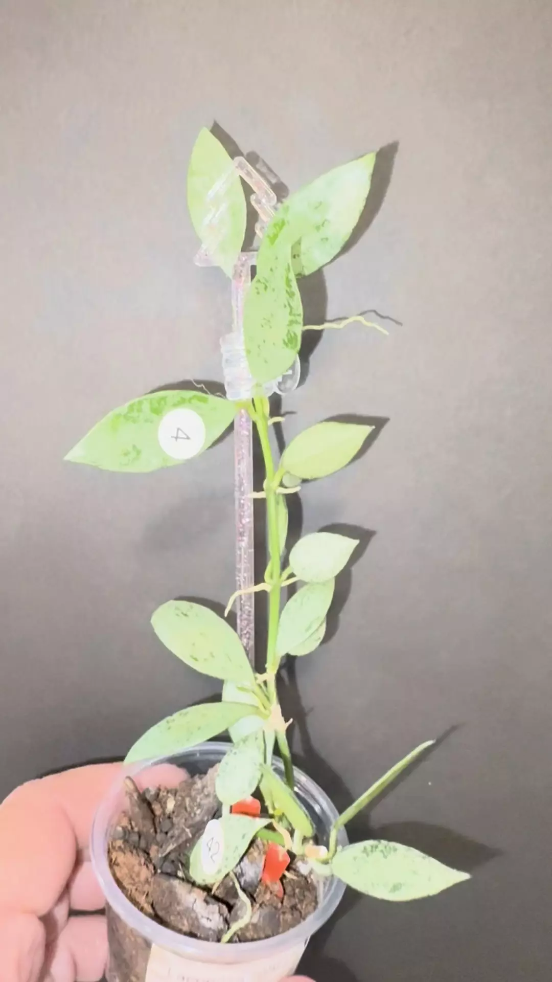 plant/Lagunosa light green splash-1