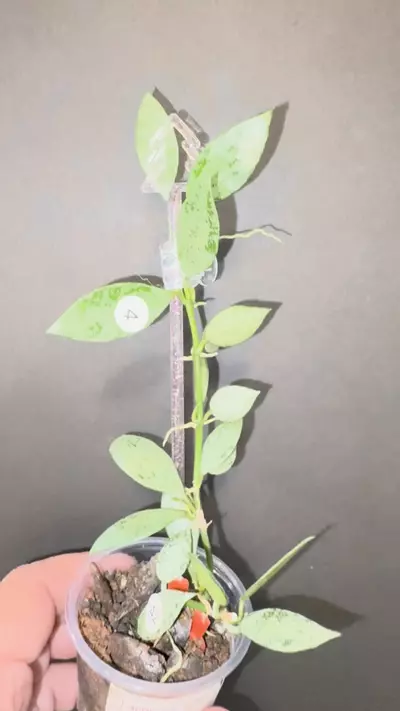 plant/Lagunosa light green splash-1-thumbnail