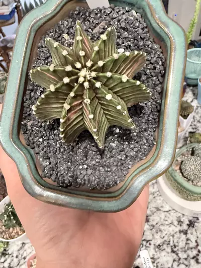 plant/0011 Beautiful Gymno LB2178 Variegated-1-thumbnail