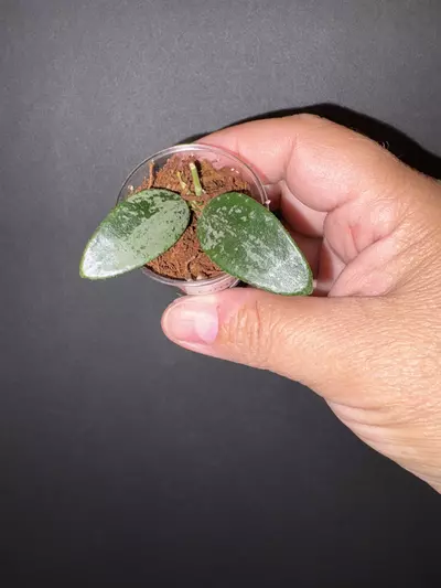 plant/Lima silver-0-thumbnail