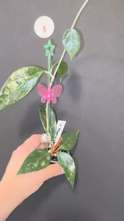 plant/H. Memoria x IR26-1-thumbnail