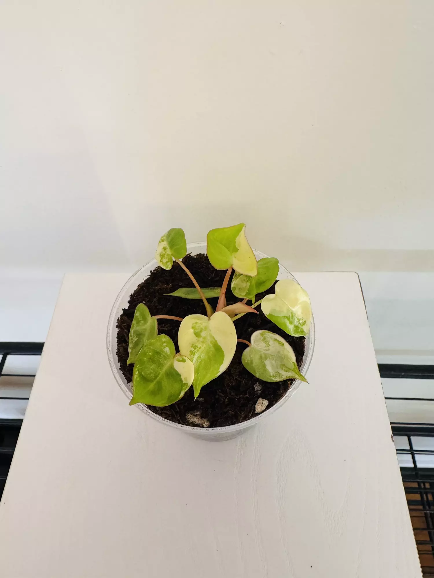 plant/Philodendron ‘Billietiae Variegated’ (3inch)-0