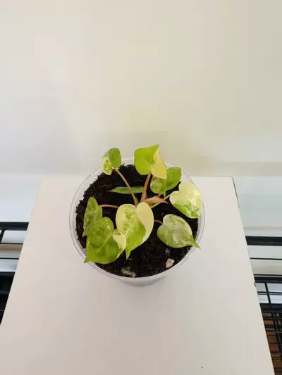 plant/Philodendron ‘Billietiae Variegated’ (3inch)-0-thumbnail