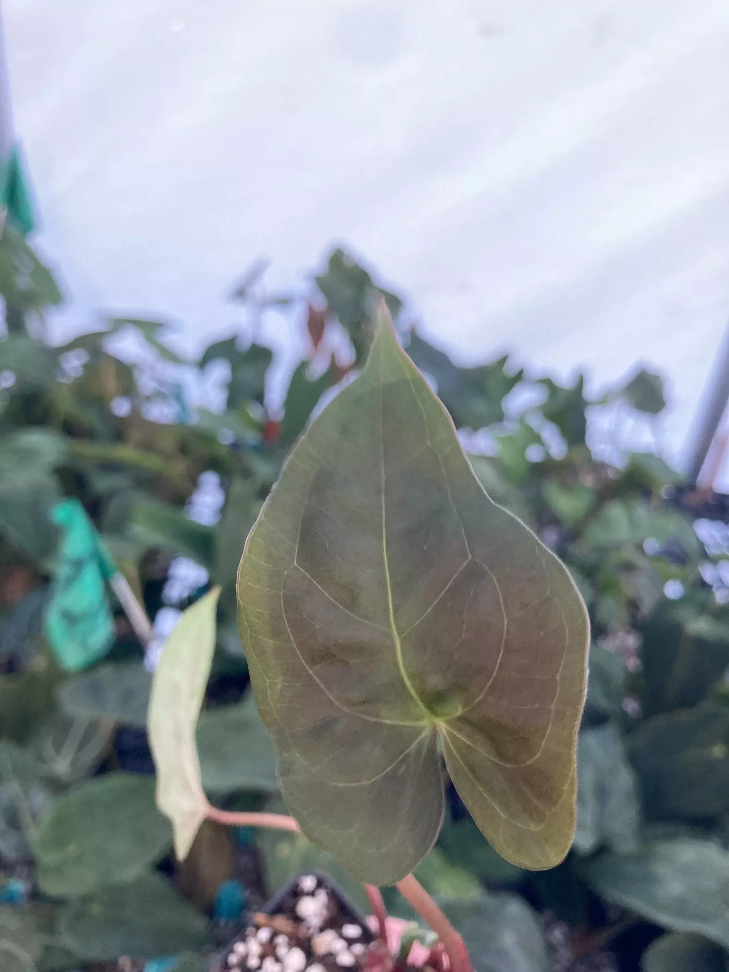 plant/TP71 Multiple Heads! Papillilaminum New Pap #1 x A. Portillae NSE Dewey Fisk Clone-3