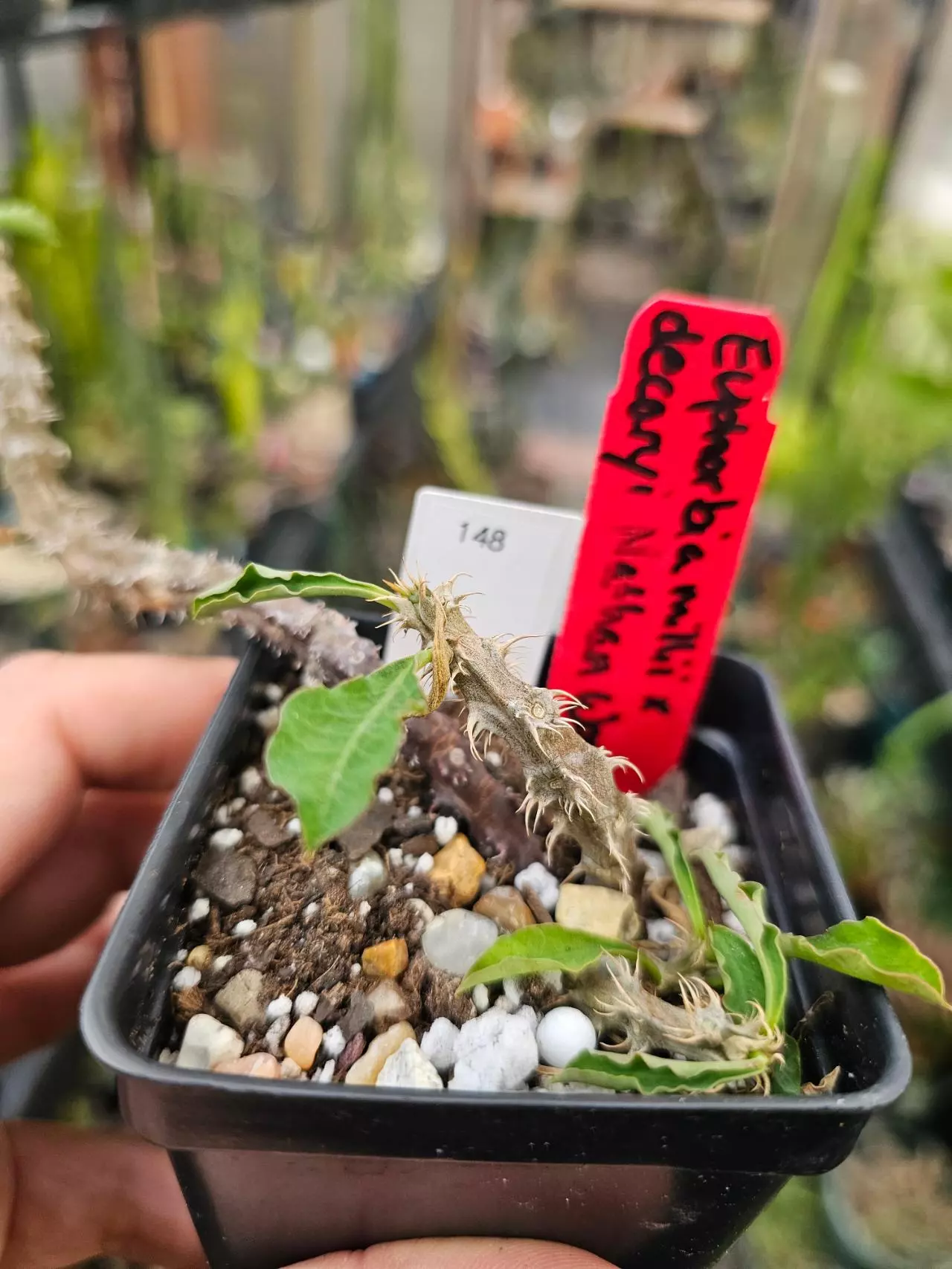 plant/148 Euphorbia Nat Wong - Euphorbia Milii x Euphorbia Decaryi-2