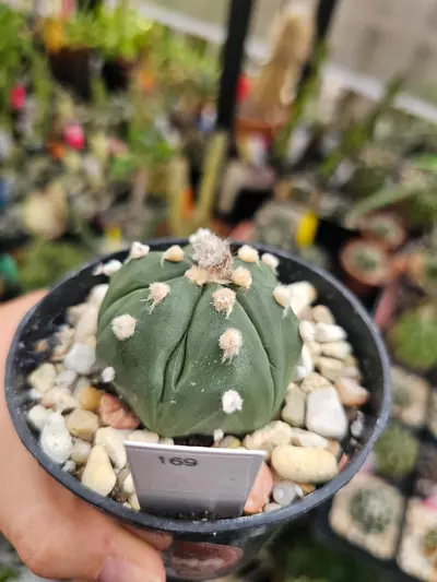 plant/169 Astrophytum Asterias-1-thumbnail