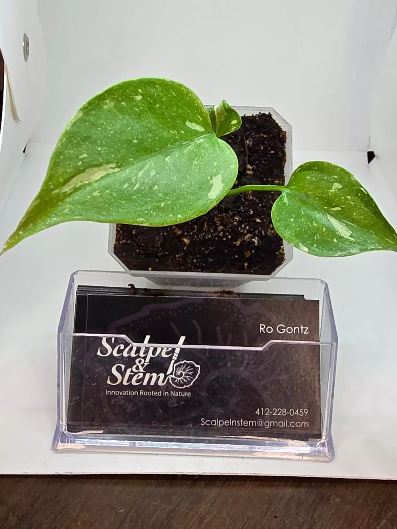 plant/Monstera thai constellation-0