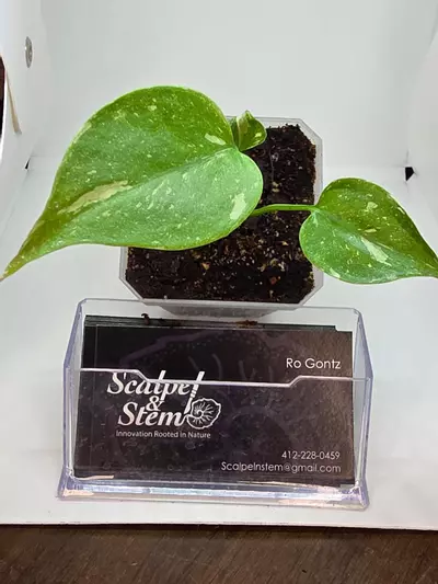 plant/Monstera thai constellation-0-thumbnail