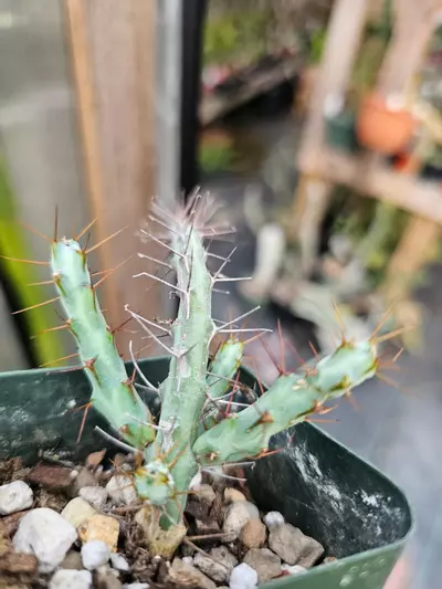 plant/Euphorbia Cuprispina-2-thumbnail