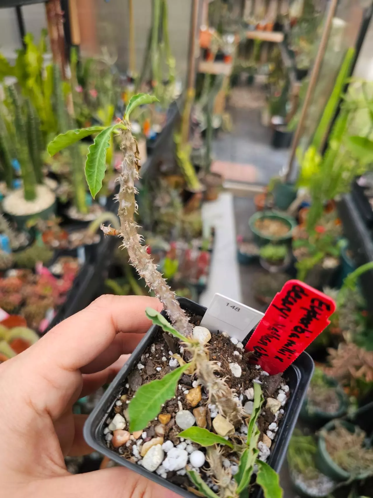 plant/148 Euphorbia Nat Wong - Euphorbia Milii x Euphorbia Decaryi-0