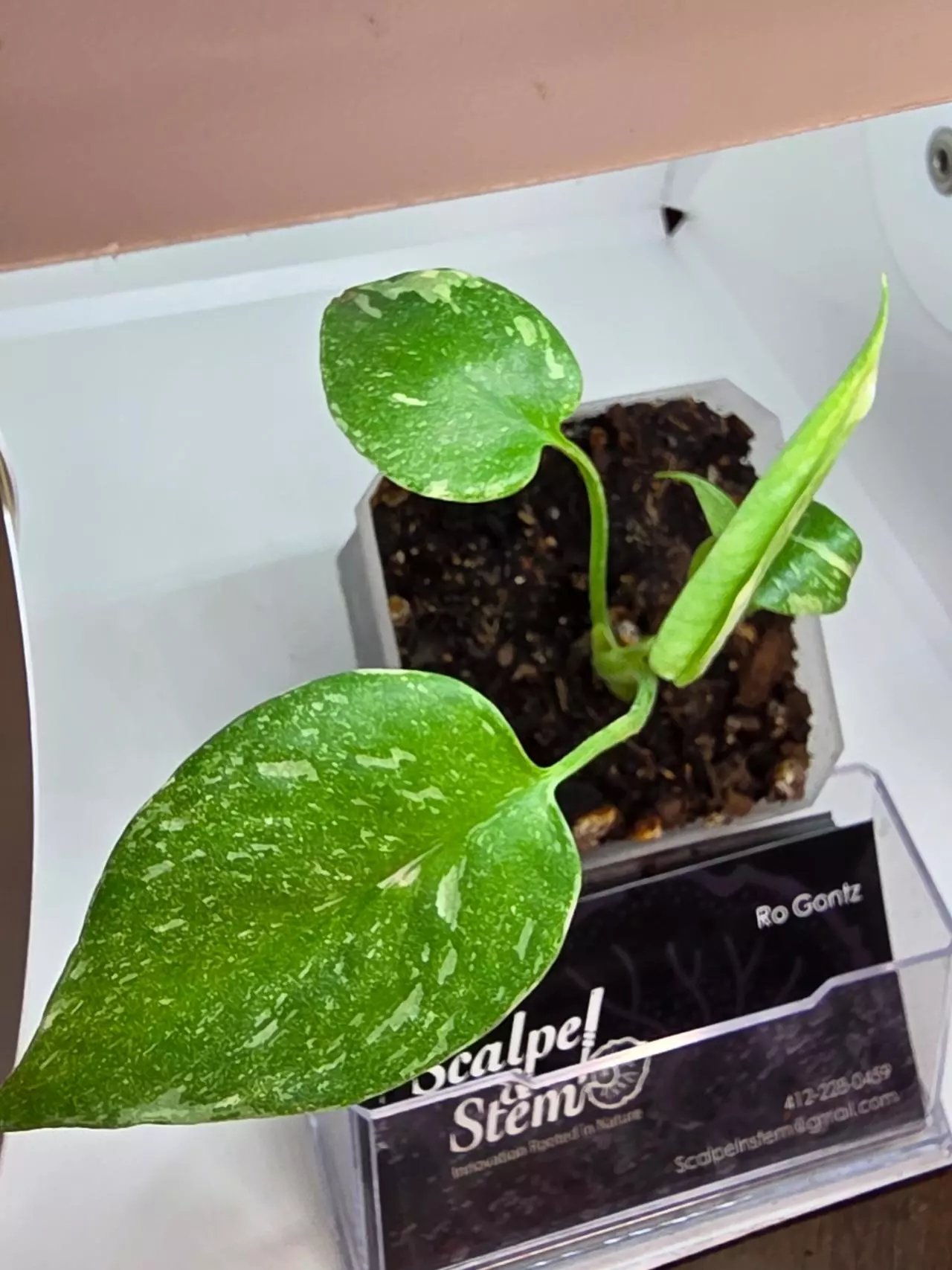 plant/Monstera thai constellation-2