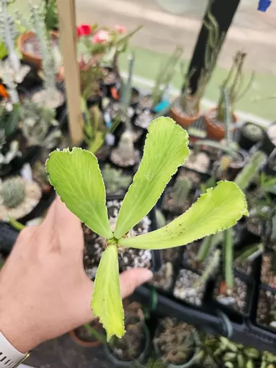 plant/Euphorbia Venefica-2-thumbnail