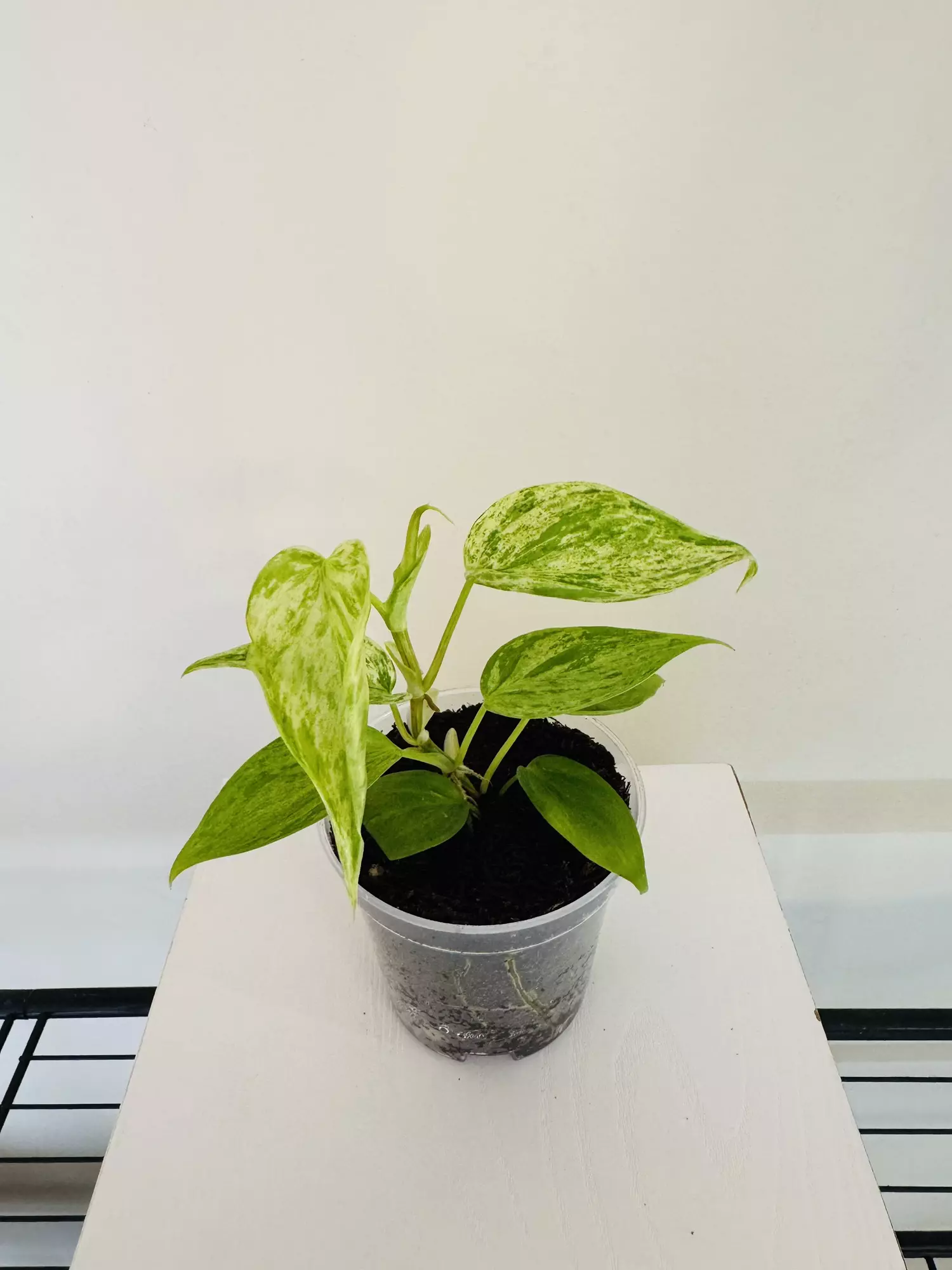 plant/Philodendron ‘Hederaceum Variegated’ (3inch)-0