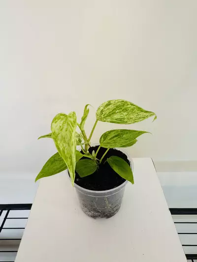 plant/Philodendron ‘Hederaceum Variegated’ (3inch)-0-thumbnail