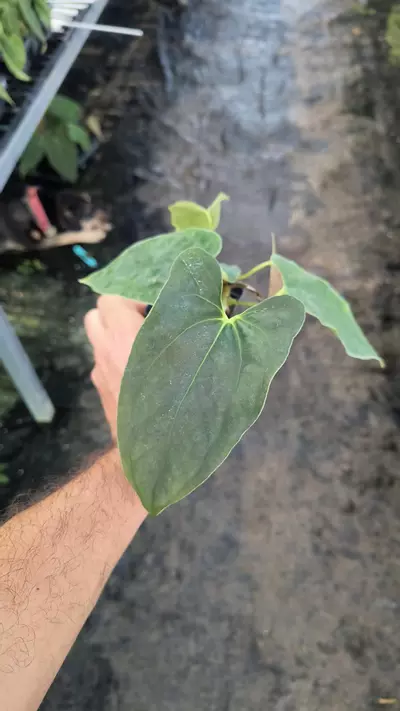 plant/TP82 2 heads-Ralph Lynam NOID x Papillilaminum NOID-3-thumbnail