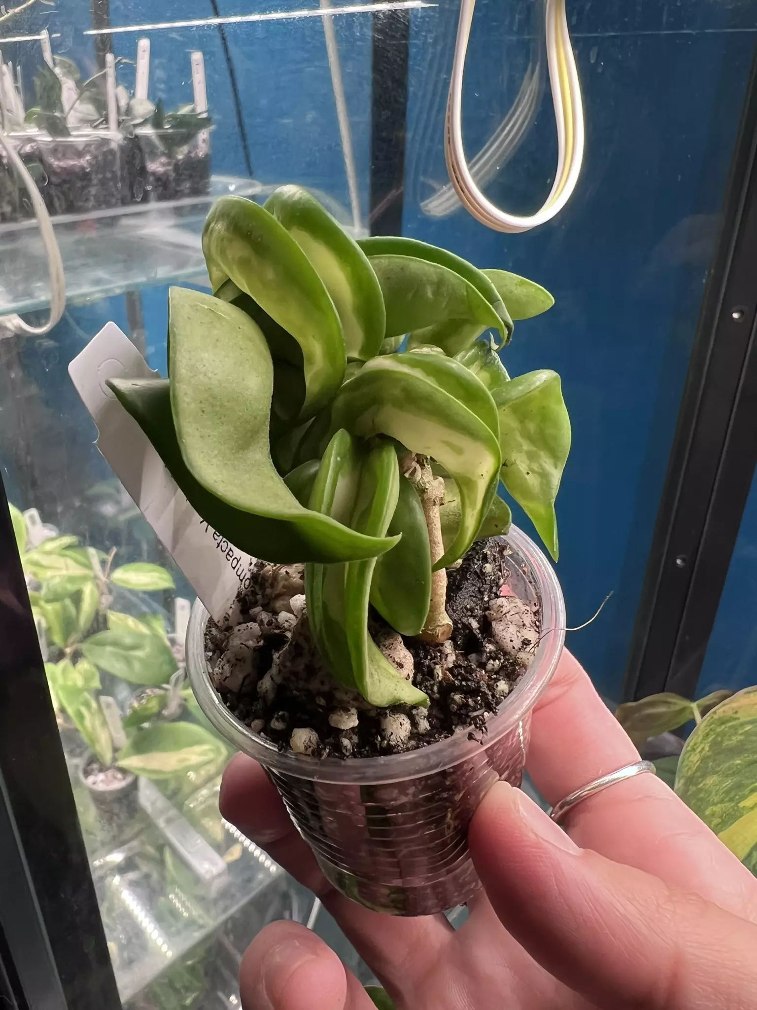 plant/Hoya Mauna Loa-0