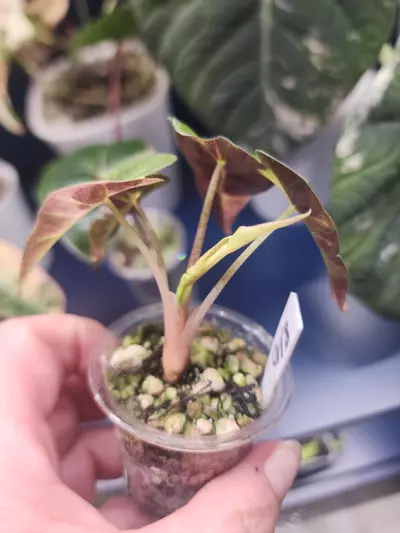 plant/Amazonica Aurea-3-thumbnail