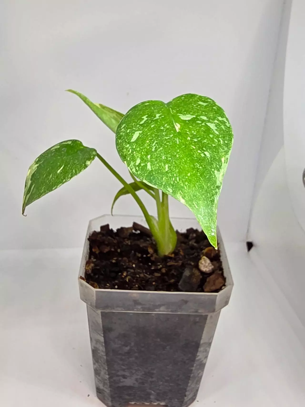 plant/Monstera thai constellation-1