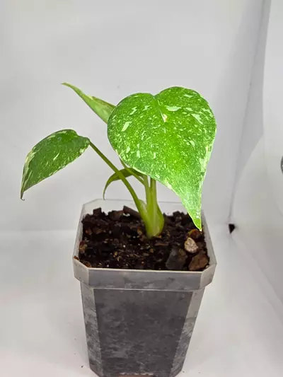 plant/Monstera thai constellation-1-thumbnail
