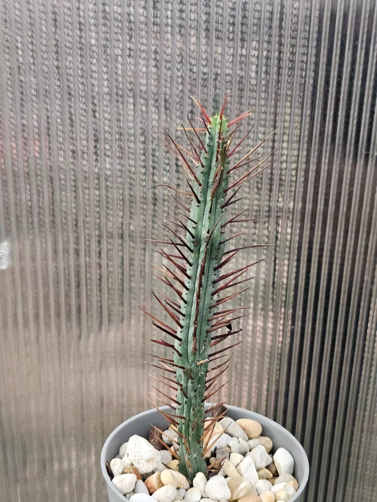 plant/Euphorbia Enopla-1