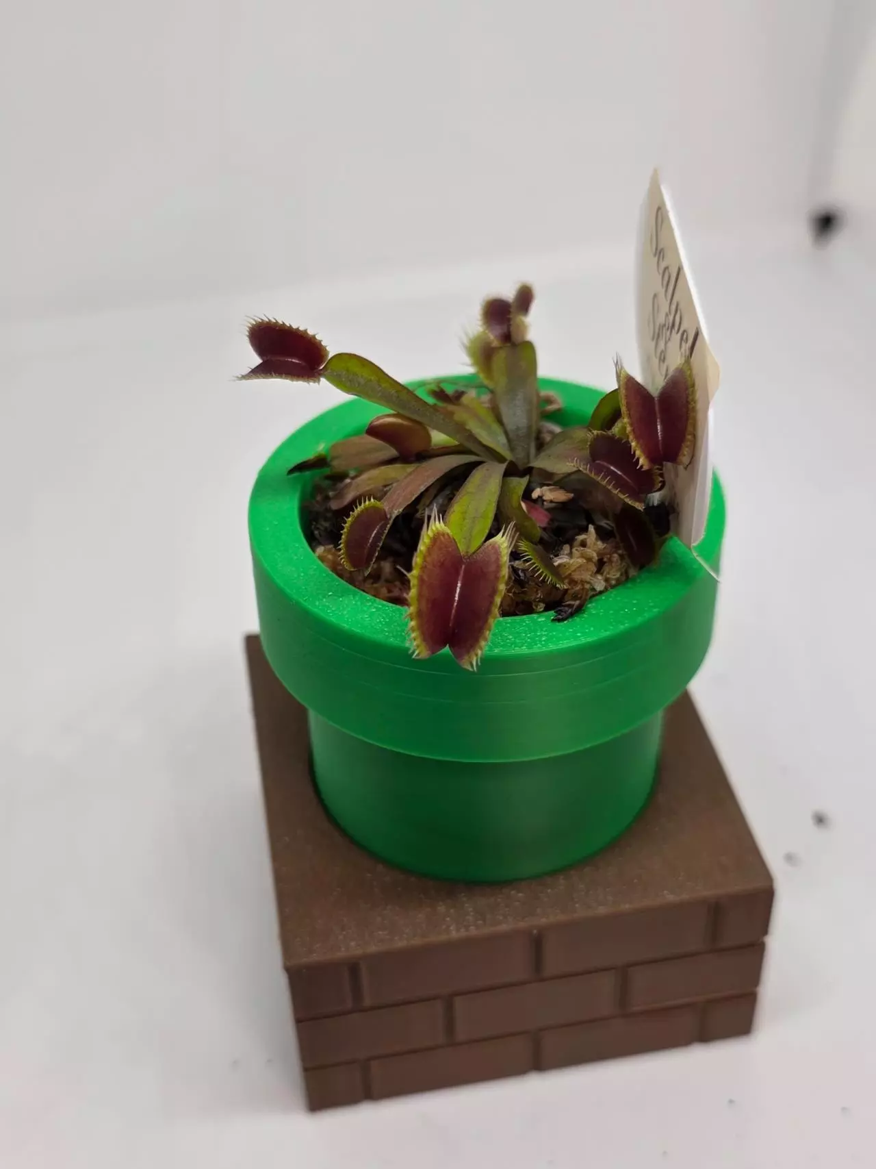 plant/Venus fly trap maroon monster in a 3d printed pot.-2