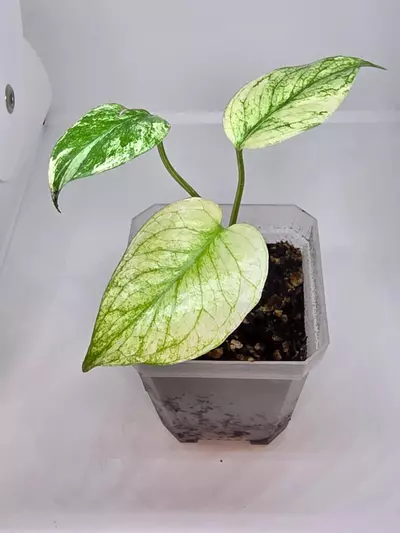 plant/Monstera deliciosa mint variegated 1-0-thumbnail