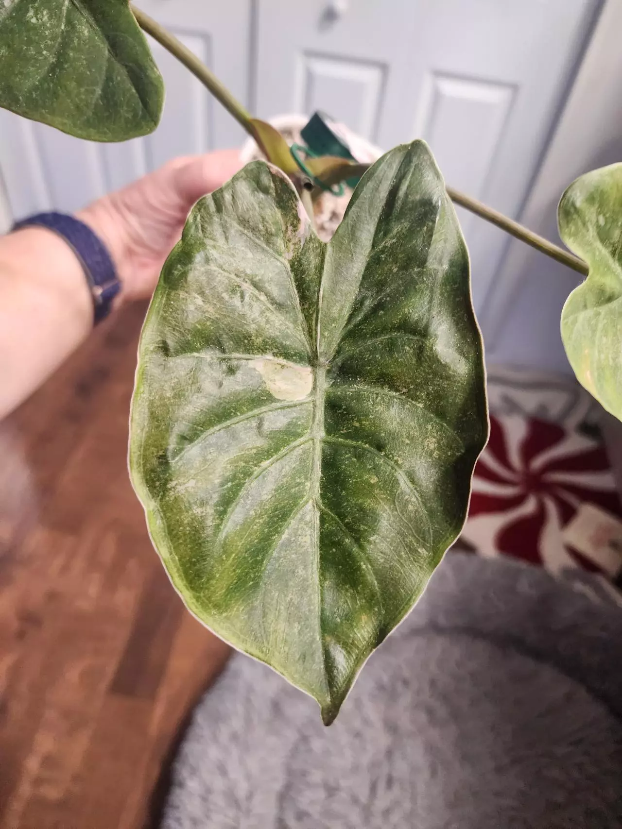 plant/Wentii Pink Splash Corm-0