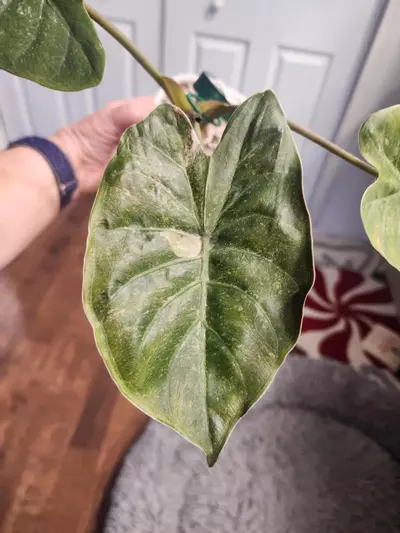 plant/Wentii Pink Splash Corm-0-thumbnail