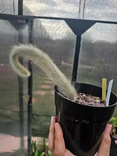 plant/Monkey Tail Cactus 🐒-0-thumbnail