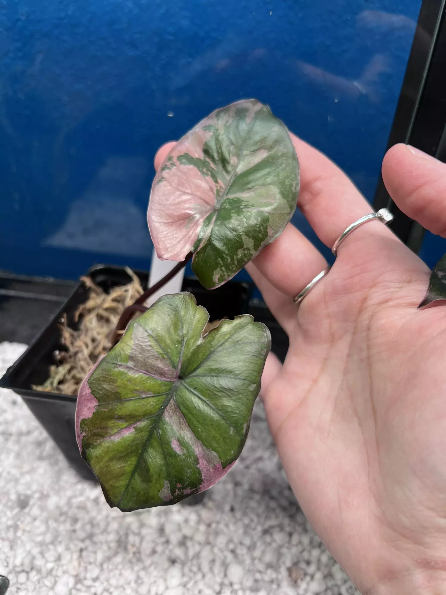 plant/Alocasia Pink Serendity -0