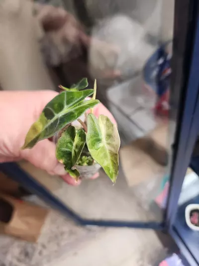 plant/Amazonica Aurea-1-thumbnail