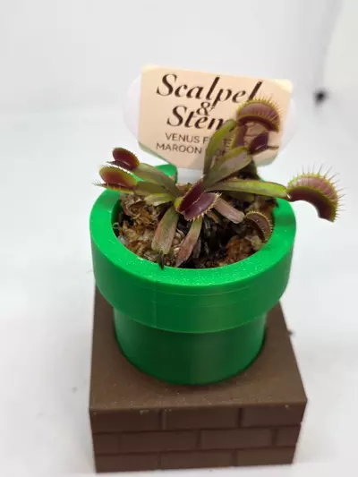 plant/Venus fly trap maroon monster in a 3d printed pot.-0-thumbnail