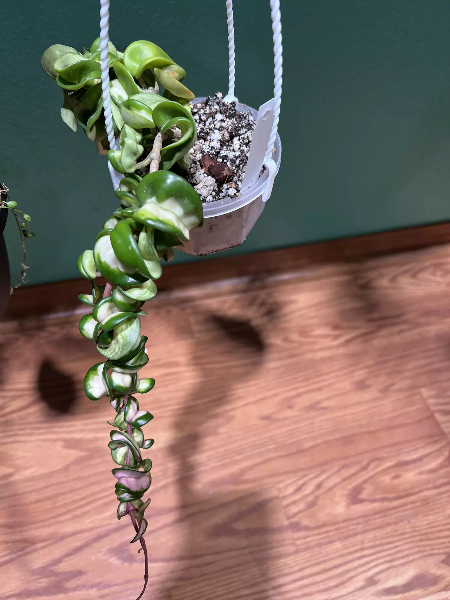 plant/Hoya Mauna Loa-0