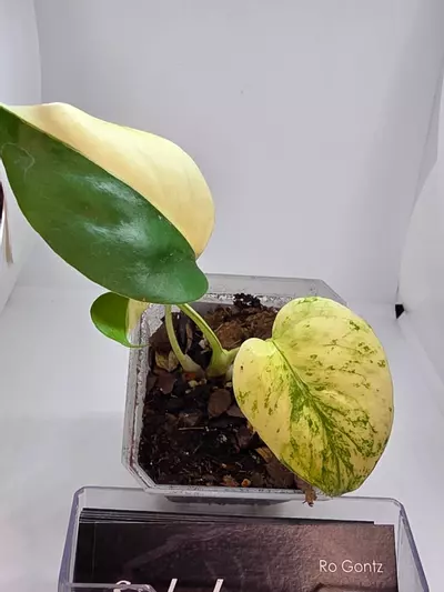 plant/Monstera deliciosa mint variegated 2-0-thumbnail