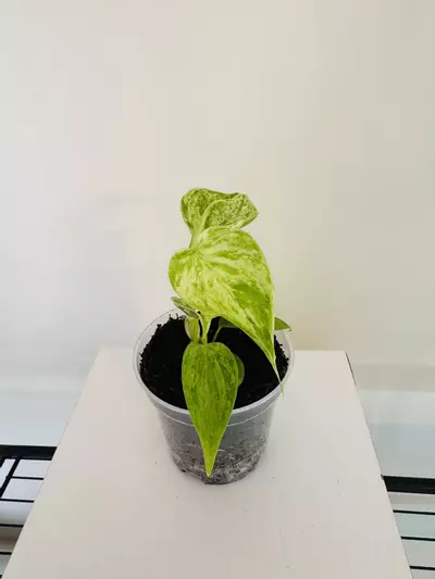 plant/Philodendron ‘Hederaceum Variegated’ (3inch)-3-thumbnail