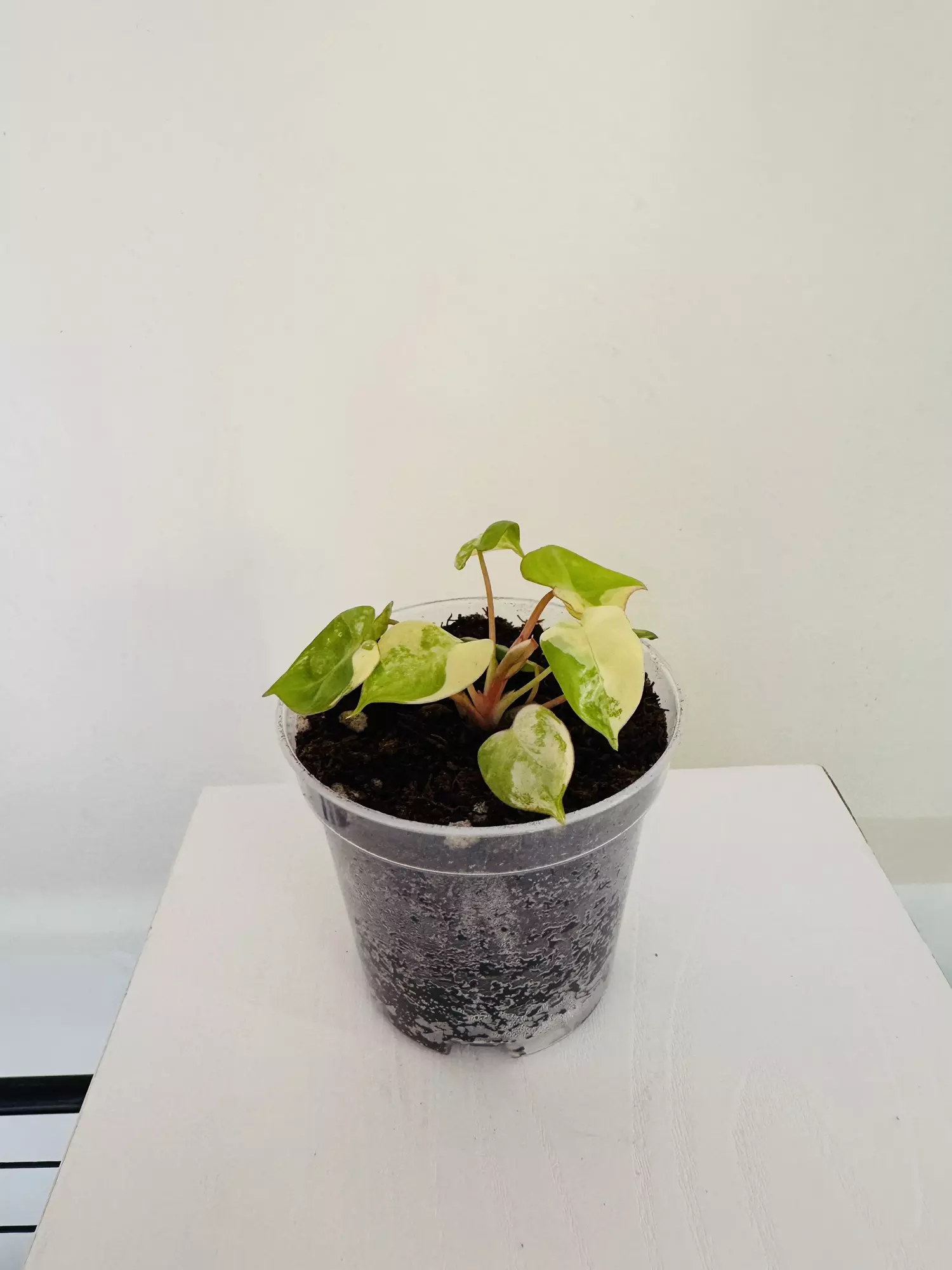 plant/Philodendron ‘Billietiae Variegated’ (3inch)-1