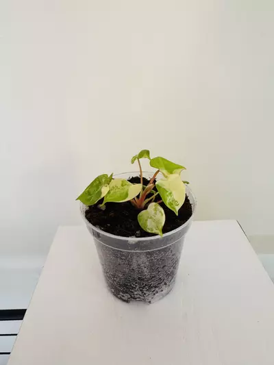plant/Philodendron ‘Billietiae Variegated’ (3inch)-1-thumbnail