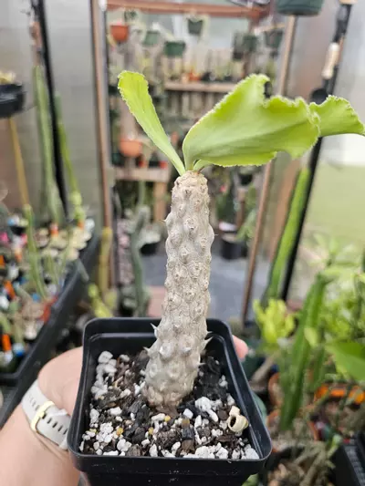 plant/Euphorbia Venefica-1-thumbnail