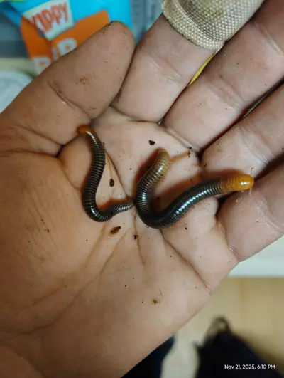 plant/Analocostreptus servatius "Fire Head Millipedes"-0-thumbnail