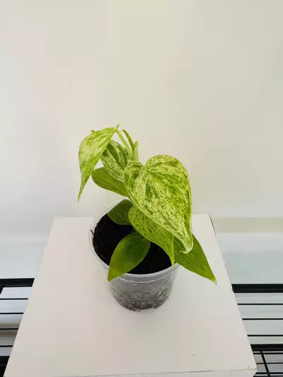 plant/Philodendron ‘Hederaceum Variegated’ (3inch)-1-thumbnail