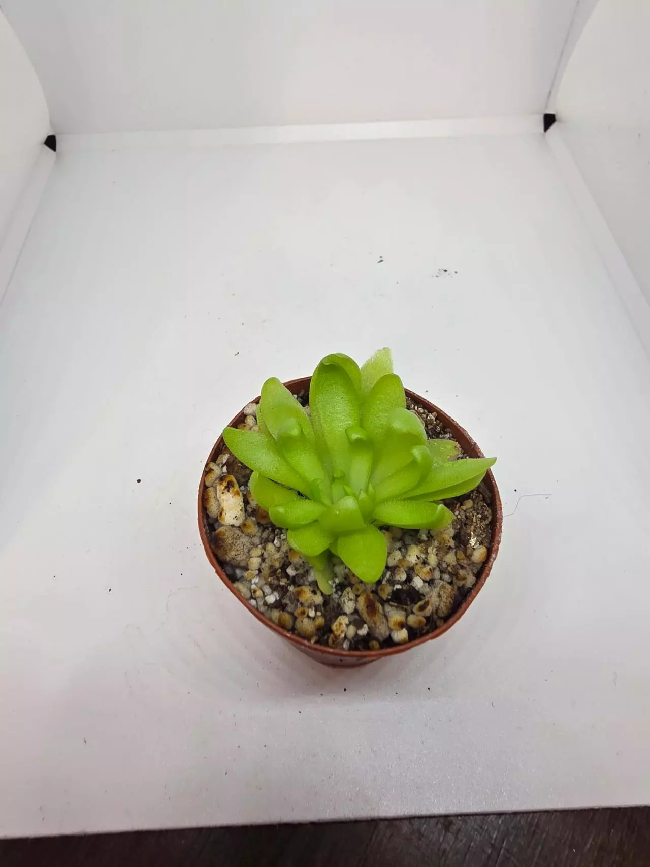 plant/Pinguicula Marceano-0