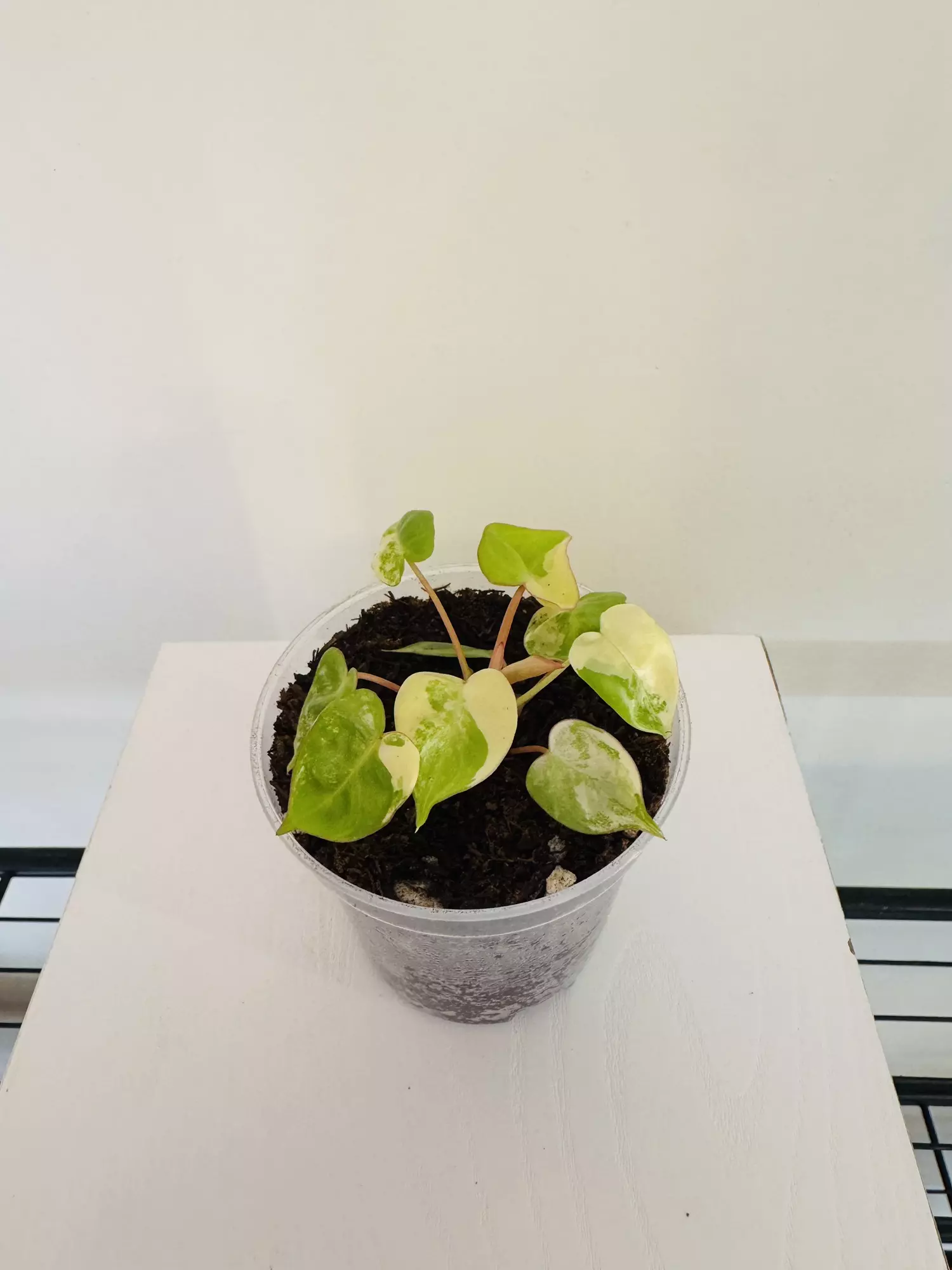 plant/Philodendron ‘Billietiae Variegated’ (3inch)-4