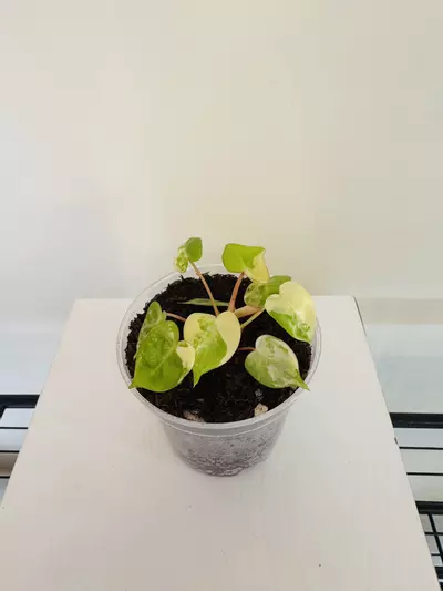 plant/Philodendron ‘Billietiae Variegated’ (3inch)-4-thumbnail
