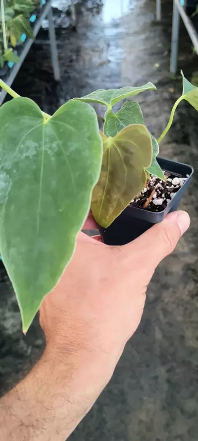 plant/TP82 2 heads-Ralph Lynam NOID x Papillilaminum NOID-0-thumbnail