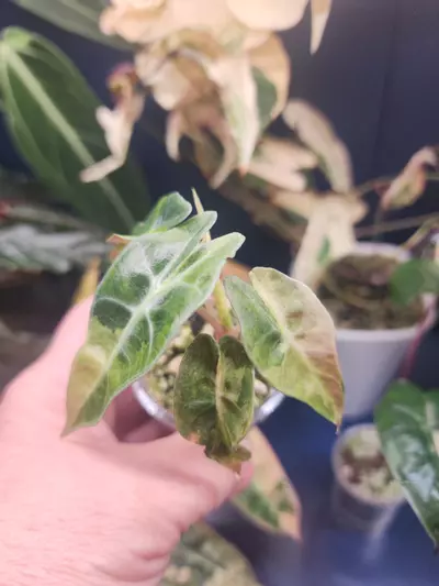 plant/Amazonica Aurea-2-thumbnail